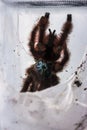 The Antilles pinktoe tarantula, Caribena versicolor, Martinique red tree spider or the Martinique pinktoe is popular as