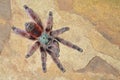 Antilles Pinktoe Tarantula Royalty Free Stock Photo