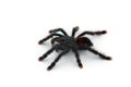 The Antilles pinktoe tarantula isolated on white background