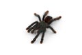 The Antilles pinktoe tarantula isolated on white background