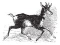Antilocapra americana or pronghorn vintage engraving