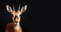 Antelope on a black background studio portrait. Wild artiodactyl animal.