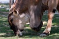 Antilope Alcina - taurotragus oryx Royalty Free Stock Photo