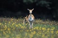 ANTILOPE CERVICAPRE antilope cervicapra Royalty Free Stock Photo