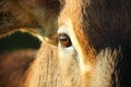 Antilope eye