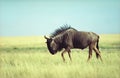 Antilope gnu