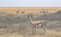 Antilope on Serengeti