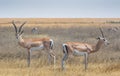 Antilope on Serengeti