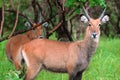 Antilopes in Niokolo Koba park in Senegal, Africa Royalty Free Stock Photo