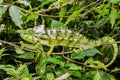 Antimena chameleon, marozevo