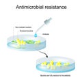 Antimicrobial resistance. Pipette with drop of antibiotic, and petri dish with colony of bacteria