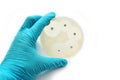 Antimicrobial susceptibility test Royalty Free Stock Photo