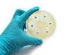 Antimicrobial susceptibility test Royalty Free Stock Photo