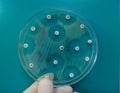 Antimicrobial susceptibility testing in culture plate. Drug sensitivity test, antibiotic sensitivity. Royalty Free Stock Photo