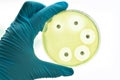 Antimicrobial susceptibility testing Royalty Free Stock Photo