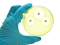 Antimicrobial susceptibility testing Royalty Free Stock Photo