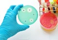 Antimicrobial susceptibility testing Royalty Free Stock Photo