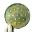 Antimicrobial susceptibility testing in petri dish Royalty Free Stock Photo