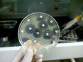 Antimicrobial susceptibility testing in petri dish. Royalty Free Stock Photo