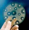 Antimicrobial susceptibility testing in petri dish Royalty Free Stock Photo