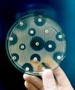 Antimicrobial susceptibility testing in petri dish. Royalty Free Stock Photo