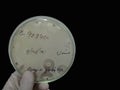 Antimicrobial susceptibility testing in petri dish. Royalty Free Stock Photo