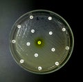 Antimicrobial susceptibility testing in petri dish. Royalty Free Stock Photo