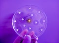 Antimicrobial susceptibility testing in petri dish Royalty Free Stock Photo