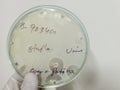 Antimicrobial susceptibility testing in petri dish. Royalty Free Stock Photo