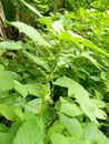 Anting-anting grass plant as a medicine for nosebleeds, dysentery and gout Royalty Free Stock Photo