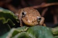 Antioquia endemic frog on some leaves Royalty Free Stock Photo
