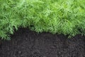 Antioxidant kitchen herbs on the eco farm garden bed. Selective soft focus. Photo of dill harvest for eco cookery business. Young Royalty Free Stock Photo