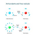 Antioxidants and free radicals Royalty Free Stock Photo