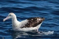 Antipodean Albatross in Australasia Royalty Free Stock Photo