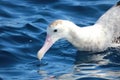 Antipodean Albatross in Australasia Royalty Free Stock Photo