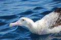 Antipodean Albatross in Australasia Royalty Free Stock Photo