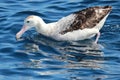 Antipodean Albatross in Australasia Royalty Free Stock Photo