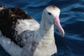 Antipodean Albatross in Australasia Royalty Free Stock Photo