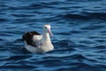 Antipodean Albatross in Australasia Royalty Free Stock Photo