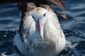 Antipodean Albatross in Australasia Royalty Free Stock Photo