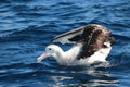 Antipodean Albatross in Australasia Royalty Free Stock Photo