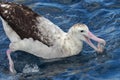 Anitpodean Albatross in Australasia Royalty Free Stock Photo