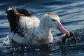 Antipodean Albatross in Australasia Royalty Free Stock Photo