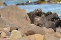 Antipodean fur seal Royalty Free Stock Photo