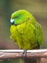 Antipodes island parakeet