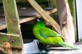 An Antipodes Island Parakeet Cyanoramphus unicolor at a local zoo Royalty Free Stock Photo