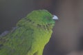 Antipodes parakeet calling.