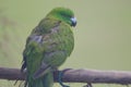 Antipodes parakeet Cyanoramphus unicolor.