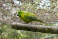 Antipodes parakeet perching on a branch in the garden with trees around