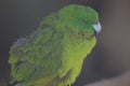 Antipodes parakeet sleeping.